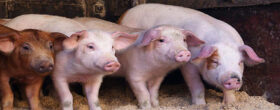Przedłużenie terminu posiadania planu bezpieczeństwa biologicznego przez hodowców świń